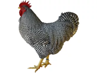 amrock_huhn_vorstellung