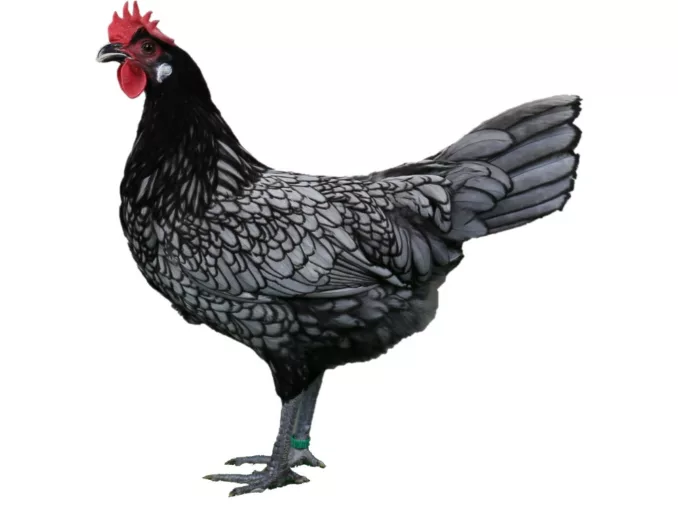 andalusier_huhn_vorstellung