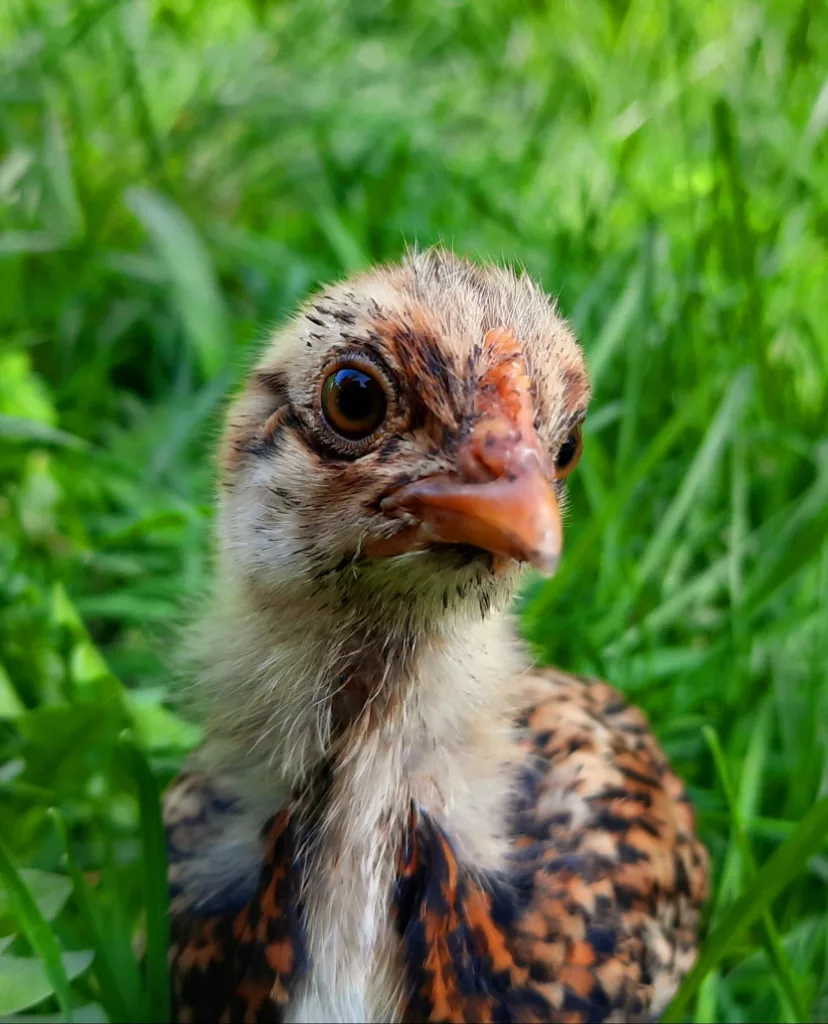 erkennung_geschlecht_gesicht_kueken