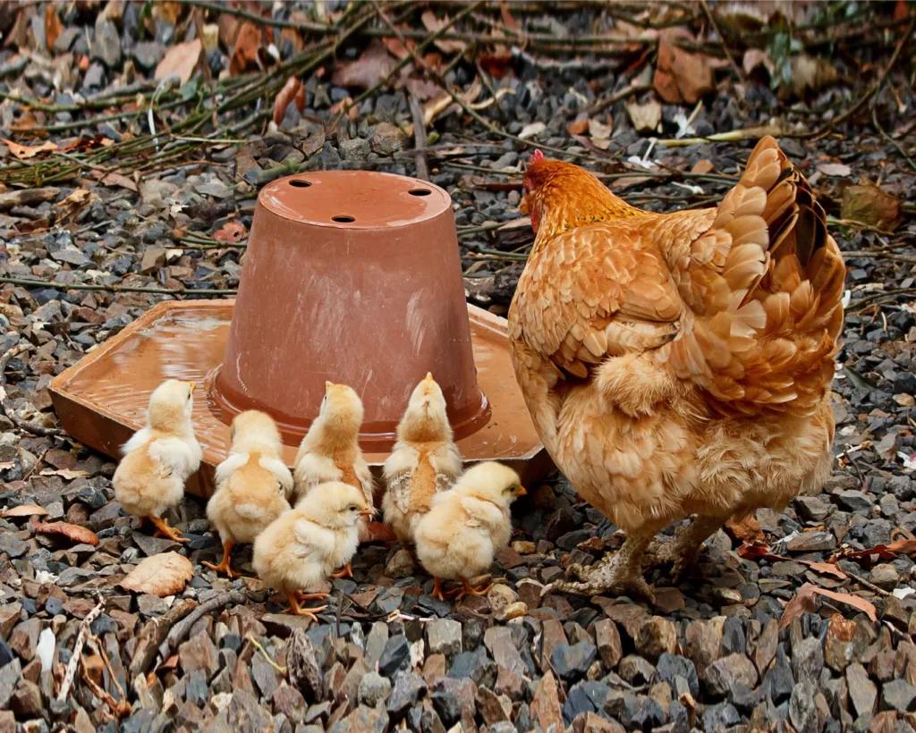 gefluegeltraenke-huehner