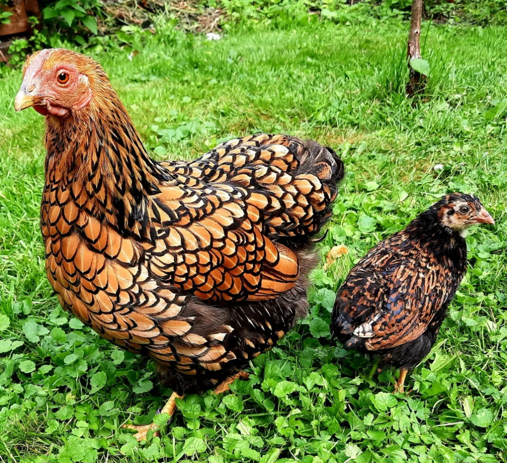 kueken_mit_glucke_naturbrut