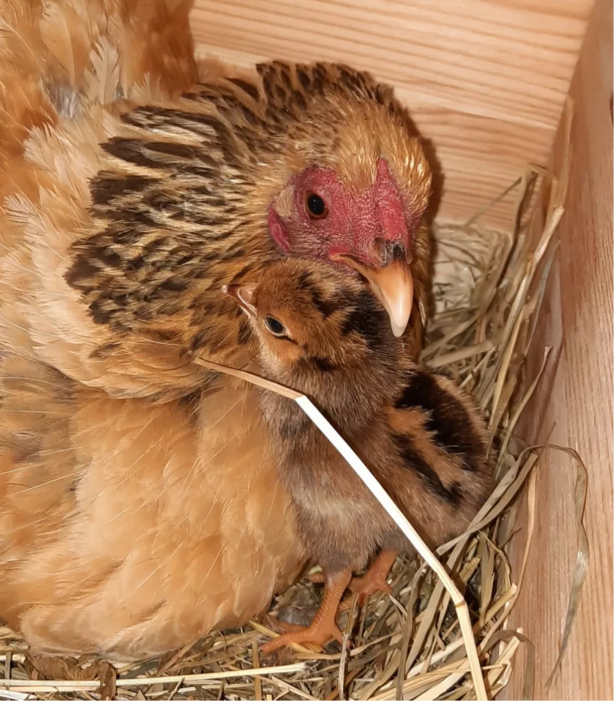 kuekenaufzucht_henne_glucke