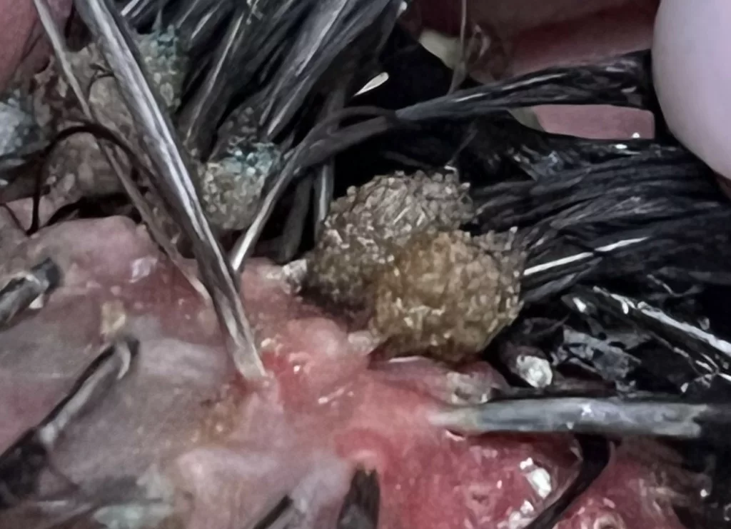 typisches_federling_nest