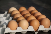 Legen Hühner Eier ohne Hahn?
