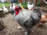 Hühner richtig füttern – so gelingt‘s