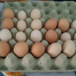 Die Huehnerhaltung bringt Ihnen viele schmackhafte Eier.