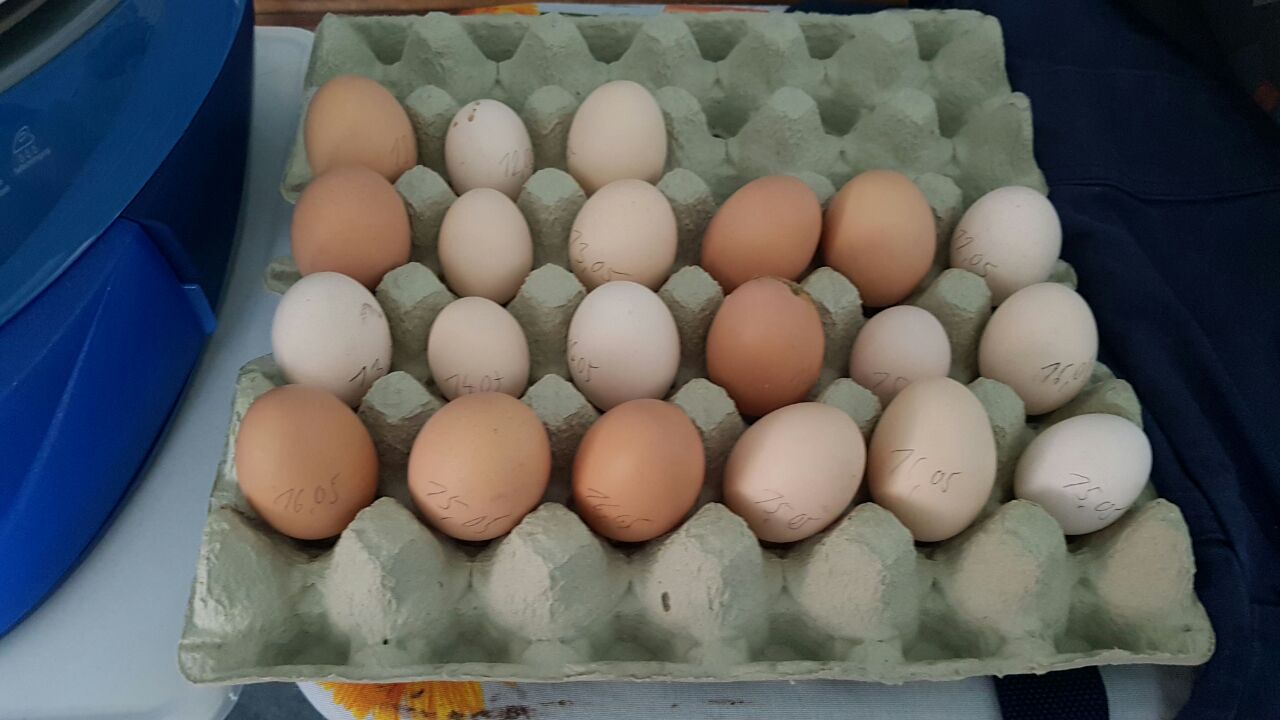 Die Huehnerhaltung bringt Ihnen viele schmackhafte Eier.
