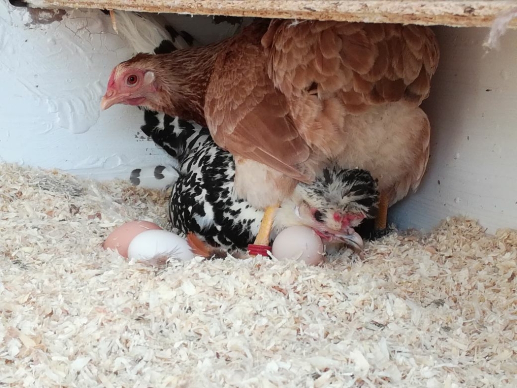 Bei der Hühnerhaltung dabei sein.