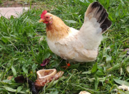Hühner sind genügsame Tiere bei der Hühnerhaltung.