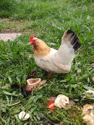 Hühner sind genügsame Tiere bei der Hühnerhaltung.
