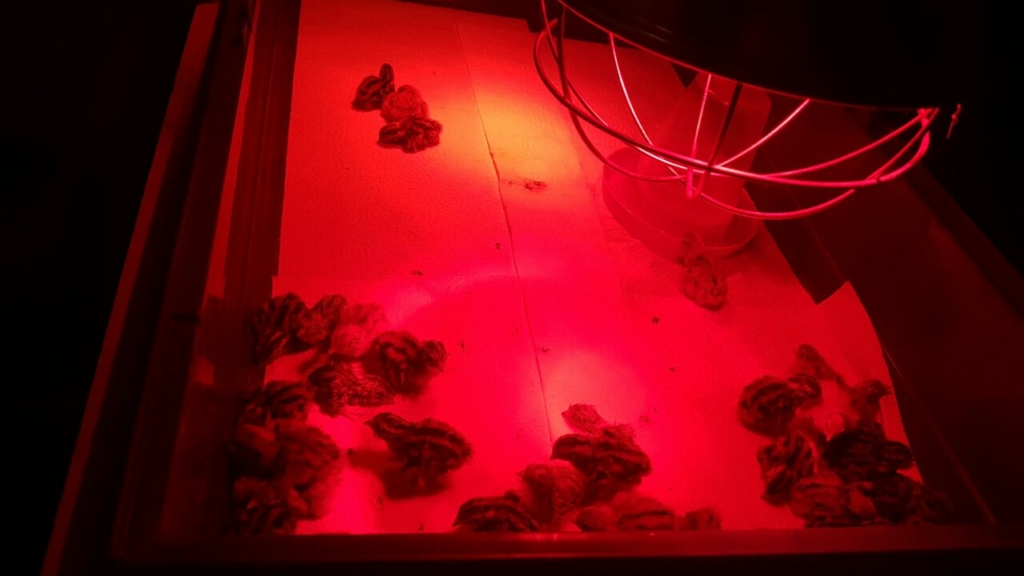 Unter der Wärmelampe fühlen sich die Küken bei der Hühnerhaltung besonders wohl.