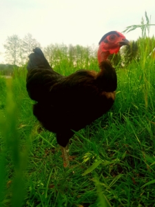 Bei der Hühnerhaltung gelingen oft schöne Zuchtergebnisse.