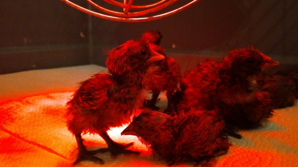 Frische Küken sind bei der Hühnerhaltung noch ganz zerzaust.