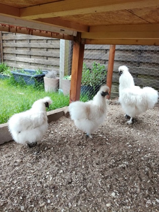 Hühnerhaltung im Garten gelingt sehr gut.