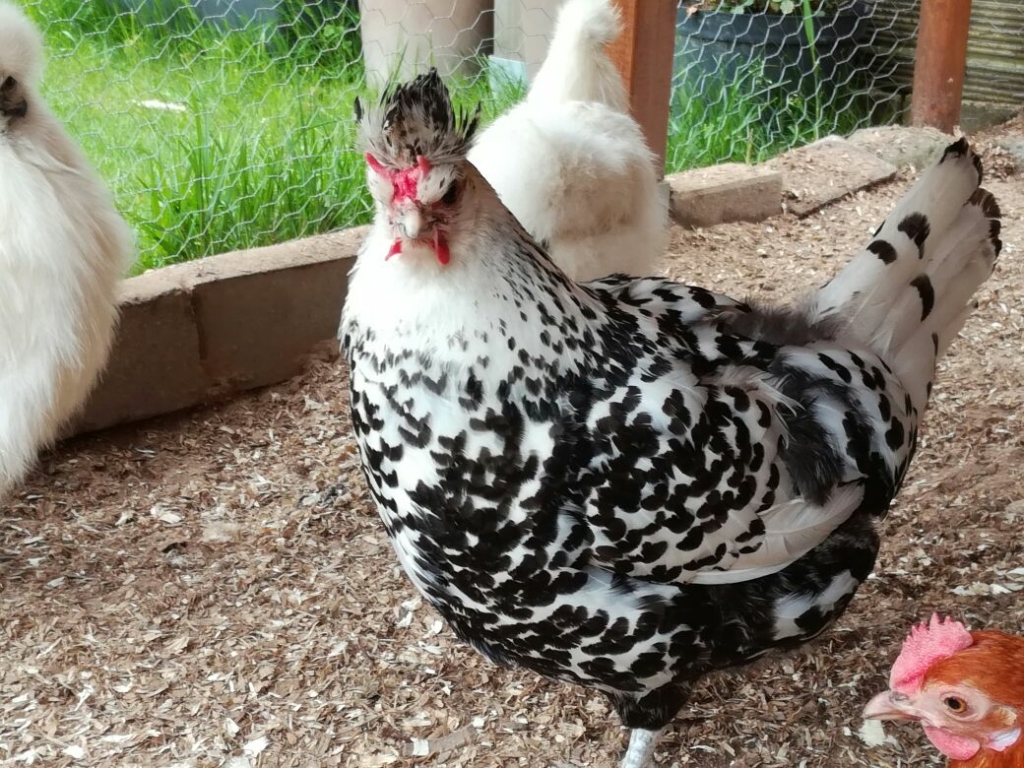 Hühnerhaltung ist mit vielen Rassen möglich.