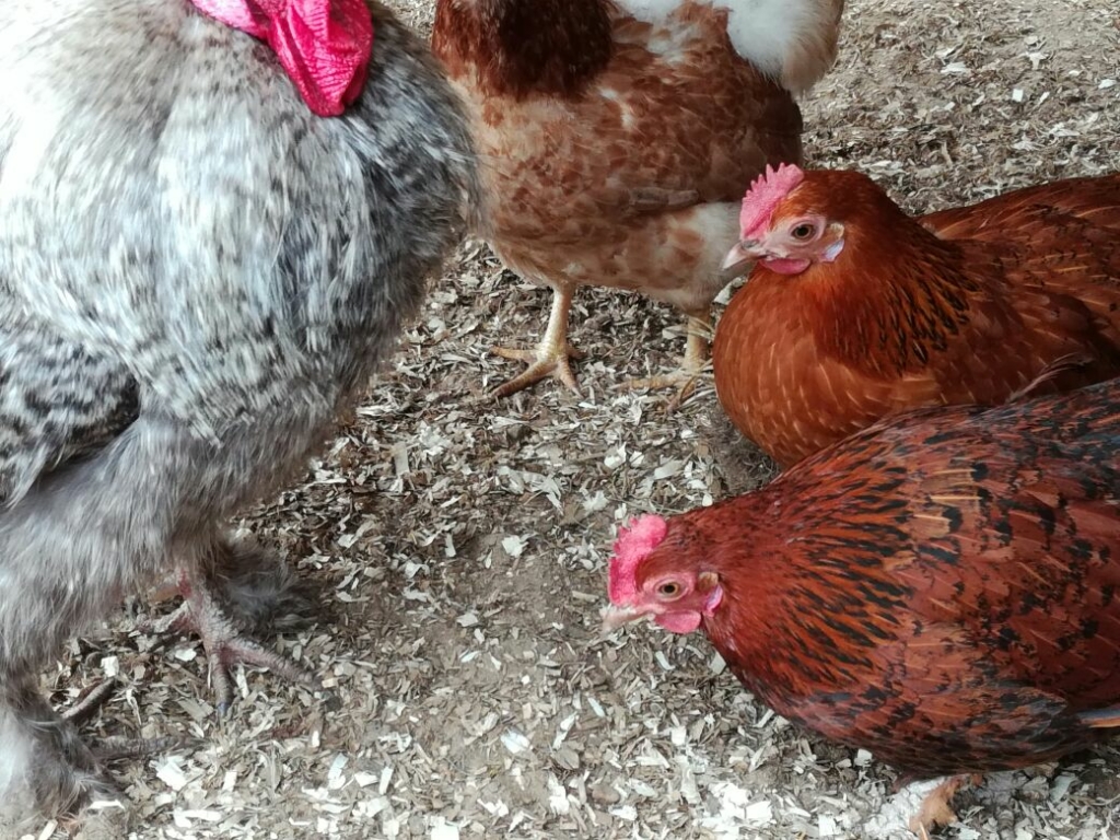 Bei der Hühnerhaltung auf Auslauf achten.