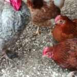 Kokzidien bei Hühnern