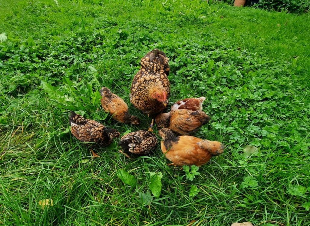 abstoßen_huhn_kueken