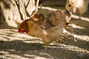 altsteirer_huhn_rasse
