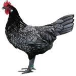 Das Andalusier Huhn
