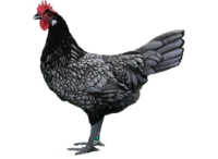 Das Andalusier Huhn