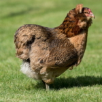 Das Araucana Huhn