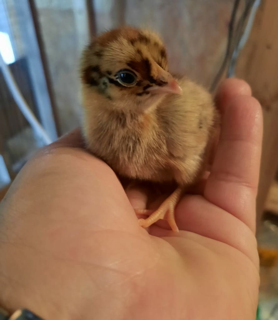 aufzucht_kueken_mensch_kuenstlich