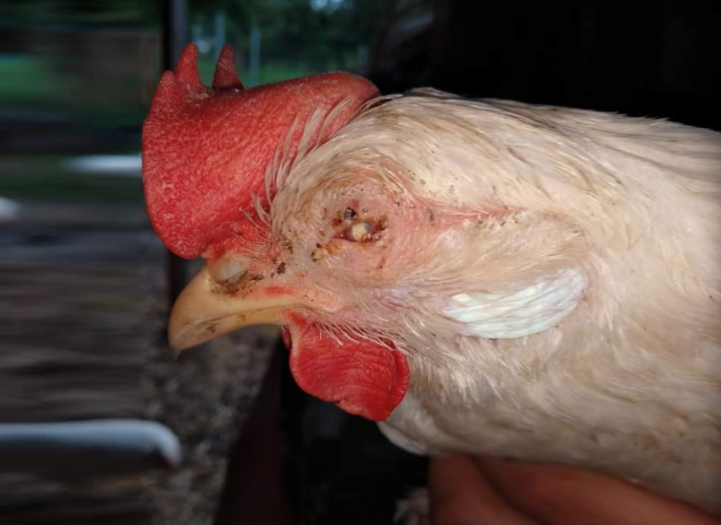 Gevrstebes Huhn Haltbar Augenentzündung bei Hühnern