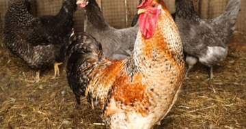 bielefelder_kennhuehner_schar