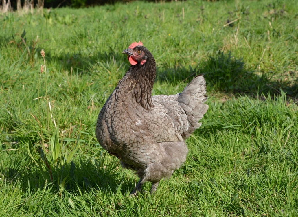 Das Jersey Giant Huhn » Infos & Tipps zu den Jersey Giant Hühnern