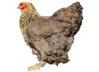 Das Brahma Huhn