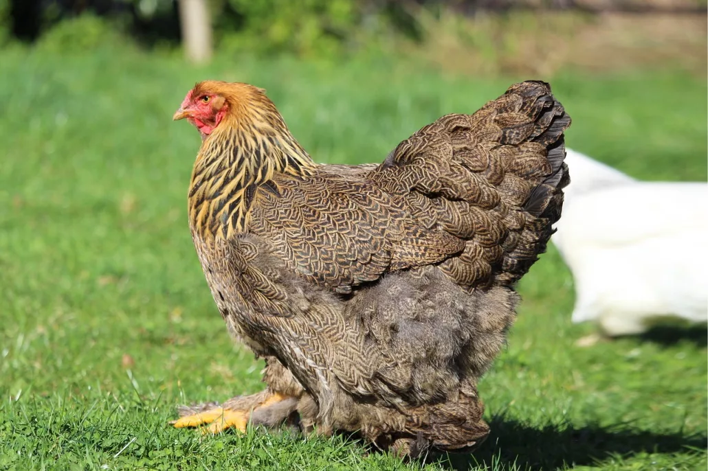 Das Brahma Huhn » Infos &amp; Tipps zu den Brahma Hühnern