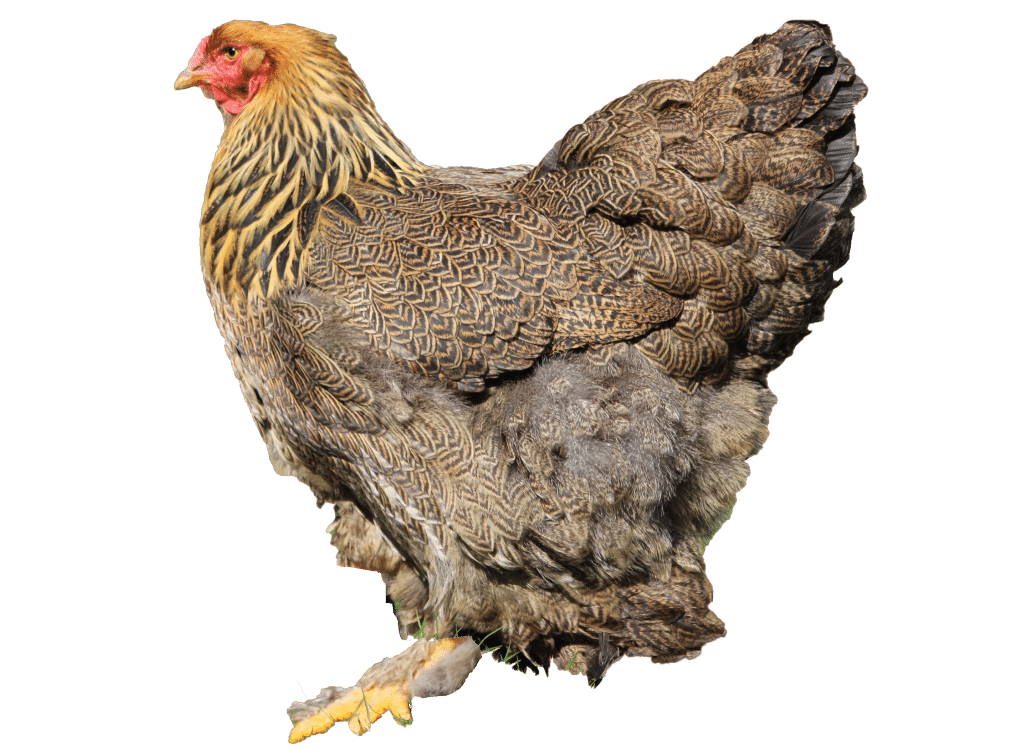 Das Brahma Huhn » Infos &amp; Tipps zu den Brahma Hühnern
