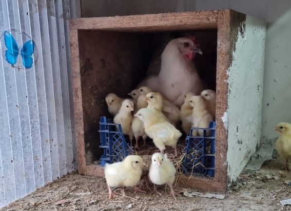 Bresse (Gauloise) Huhn, das beste Zwiehuhn?