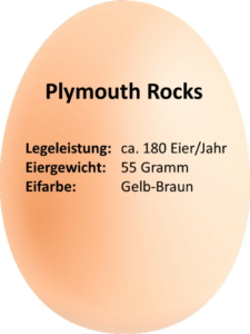eierdetails_plymouth_rocks_huhn