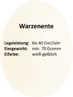 Warzenente - Haltungstipps, Charakter und Fütterung