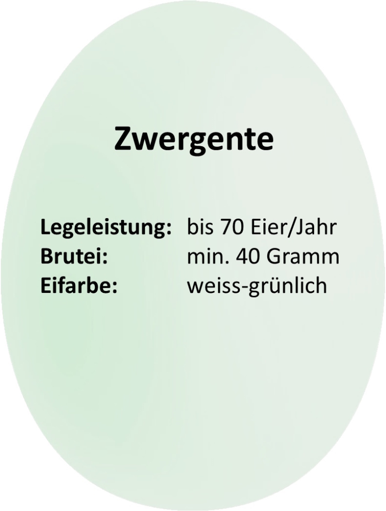 Zwergente Haltungstipps, Charakter und Fütterung