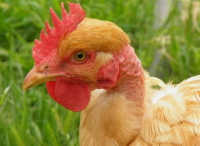 Federpicken und Kannibalismus bei Hühnern