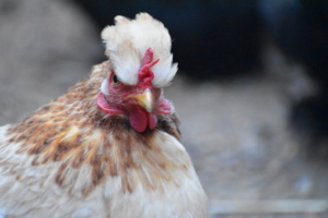 federschopf_kamm_altsteirer_huhn