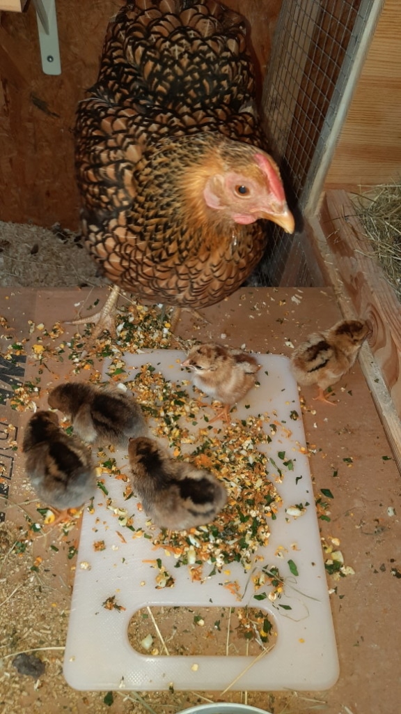 futter_kueken_selbst_gemacht