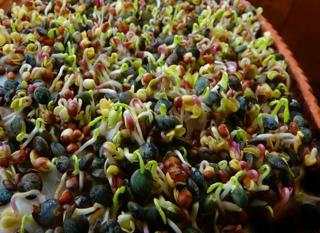 gekeimte_saaten_huehnerfutter