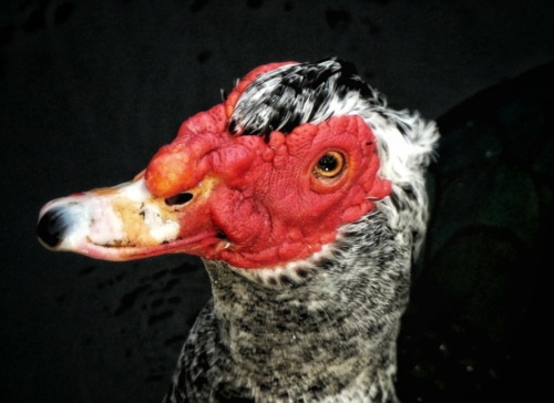 Warzenente Haltungstipps, Charakter und Fütterung