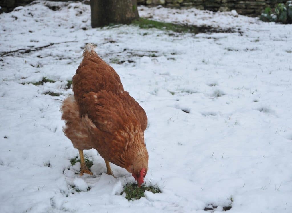 henne_sucht_futter_im_freilauf_bei_schnee