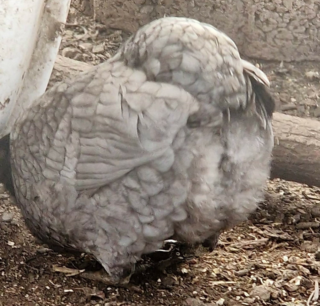 hintern_zwerg_araucana_hennen_mit_stufenschnitt