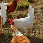 Eierfressende Hühner