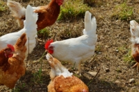 Eierfressende Hühner