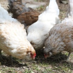 Hühnerfutter – Kaufen oder selber mischen?