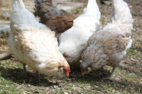Hühnerfutter – Kaufen oder selber mischen?