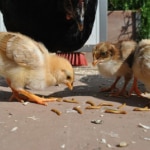 Mehlwurmzucht für die Hühnerhaltung DIY