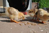 Mehlwurmzucht für die Hühnerhaltung DIY